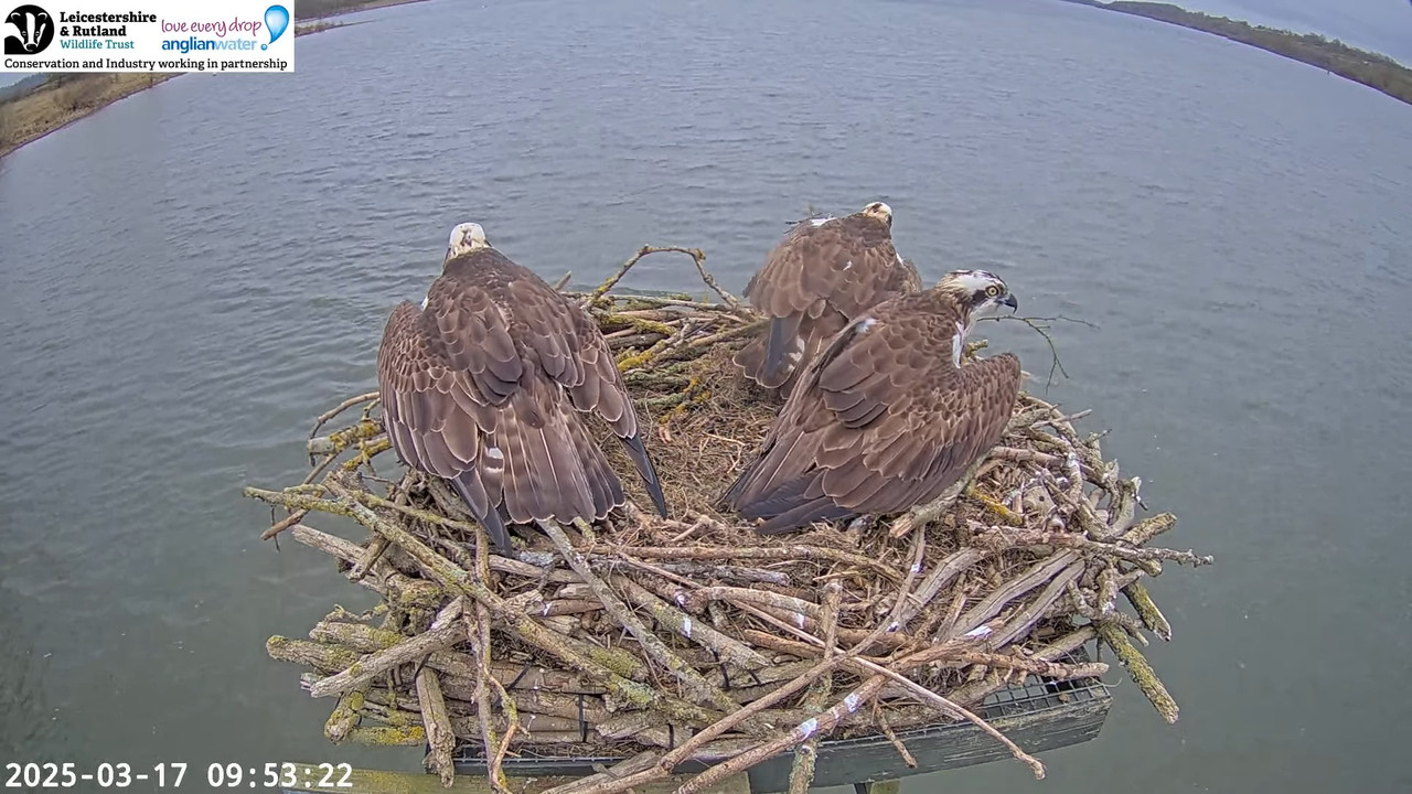 LRWT - Manton Bay Ospreys Live Webcam (Wide Angle) 14-20-4 screenshot