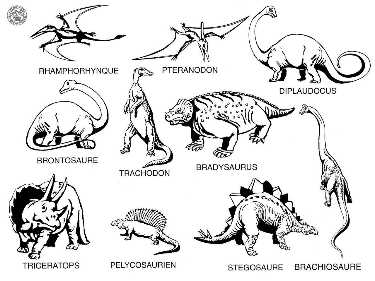 30x40 noms DINOSAURES