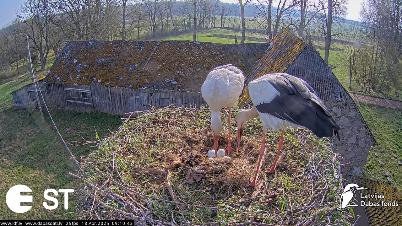 (20) Baltie stārķi (Ciconia ciconia) Tukuma novadā __ White storks in Tukums, Latvia - YouTube - 815