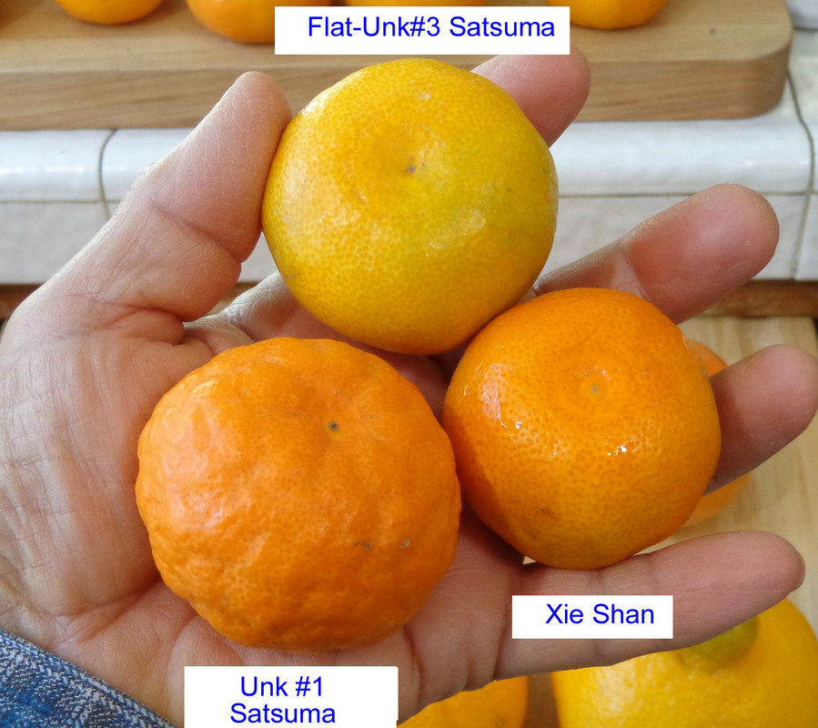 Xie_Shan-Taste-Update(11-28-21)1b