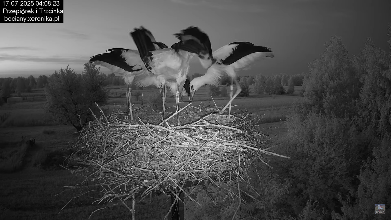 17072025bociany1