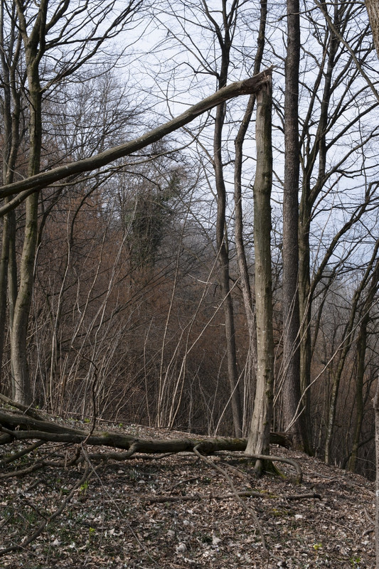 Nikon D700_15mar2022_10 (852x1280)