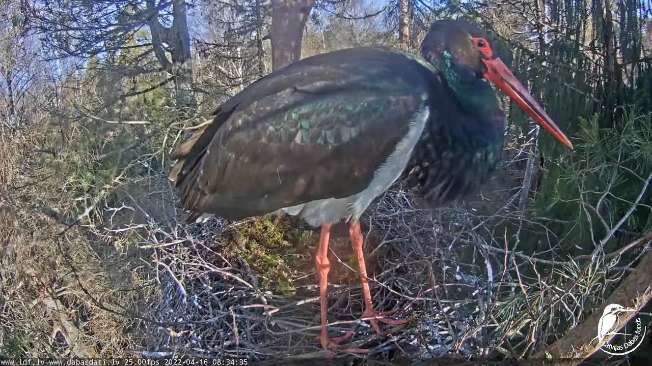 Melnais stārķis (Ciconia nigra) Siguldas novadā - LDF tiešraide 11-42-45 screenshot