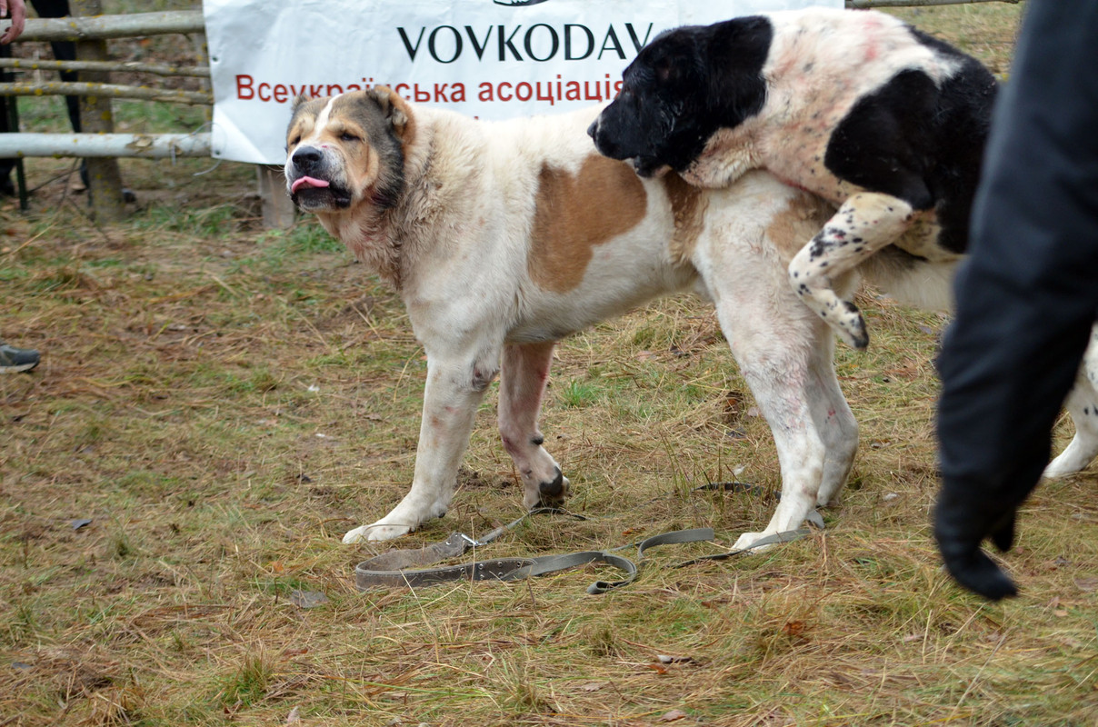 Халк - Сако 3 (2)