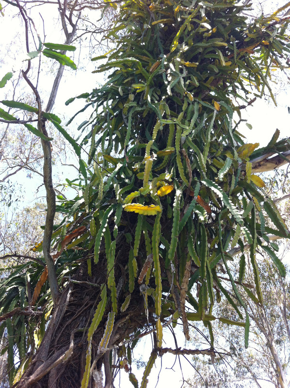 rampant hylocereus