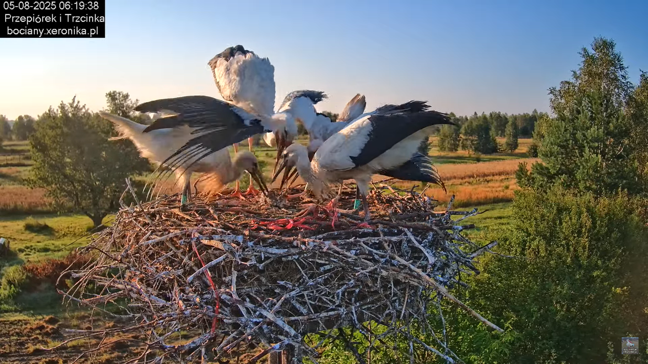 05082025bociany7