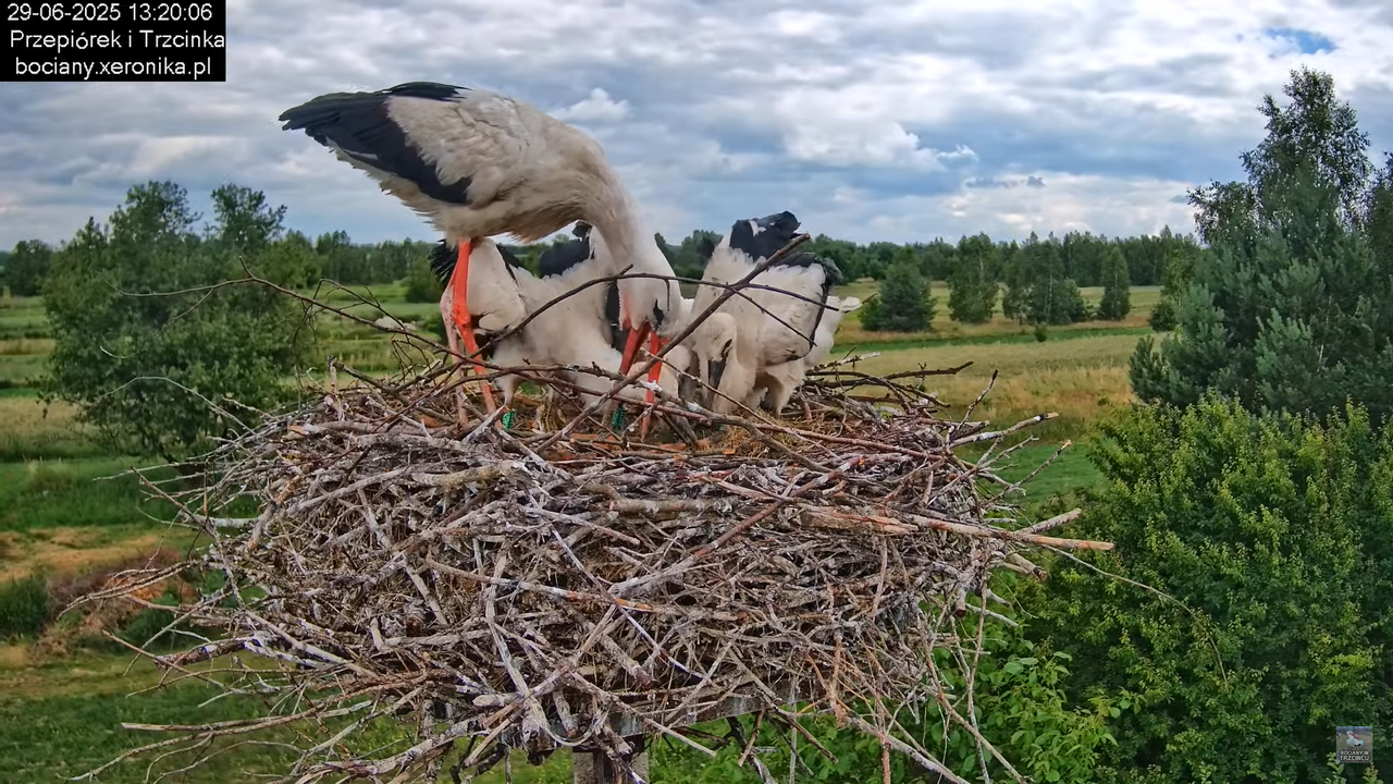 29062025bociany41