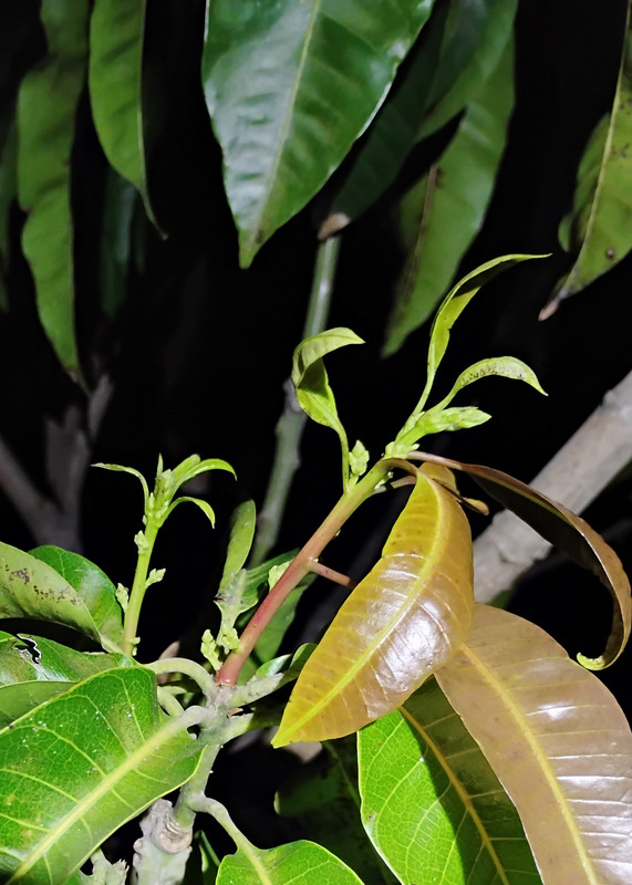 IMG 20260304 191451178 HDR 2