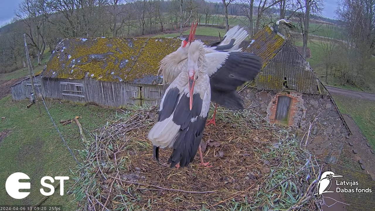 Baltie stārķi (Ciconia ciconia) Tukuma novadā - LDF tiešraide __ White storks in Tukums, Latvia 16-1