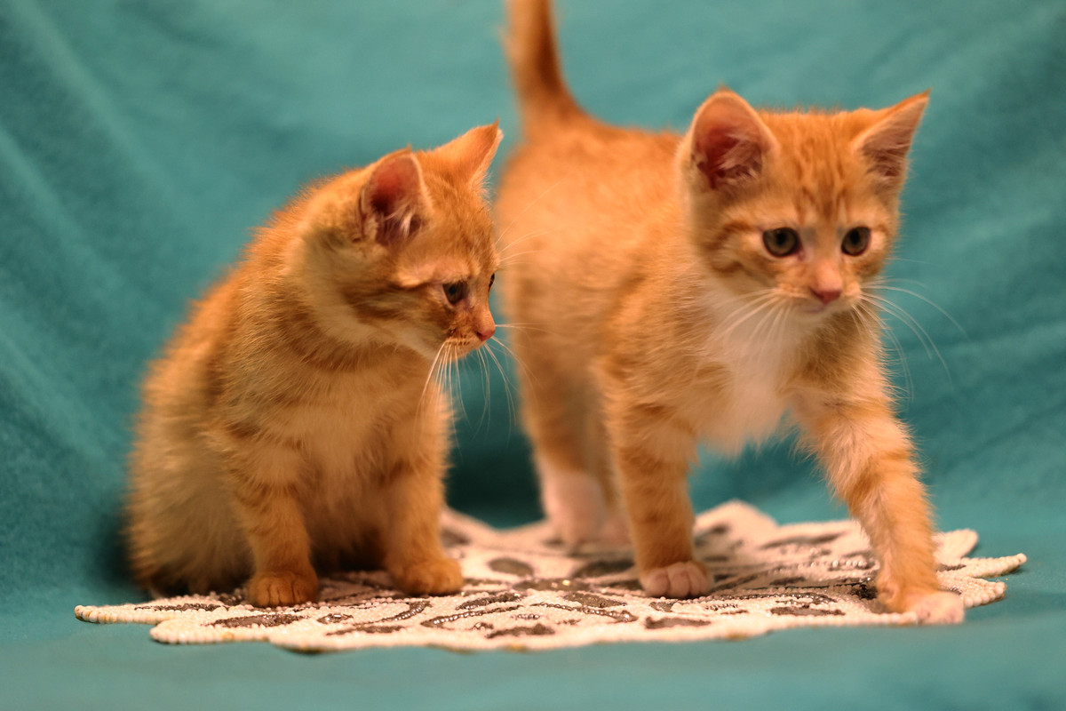 C23E35C0-F38A-4A80-B7C9-444299B22519