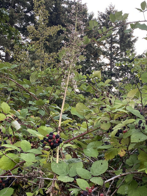 9AF2E8D9-FA9C-4575-B74A-C653AC981A5B