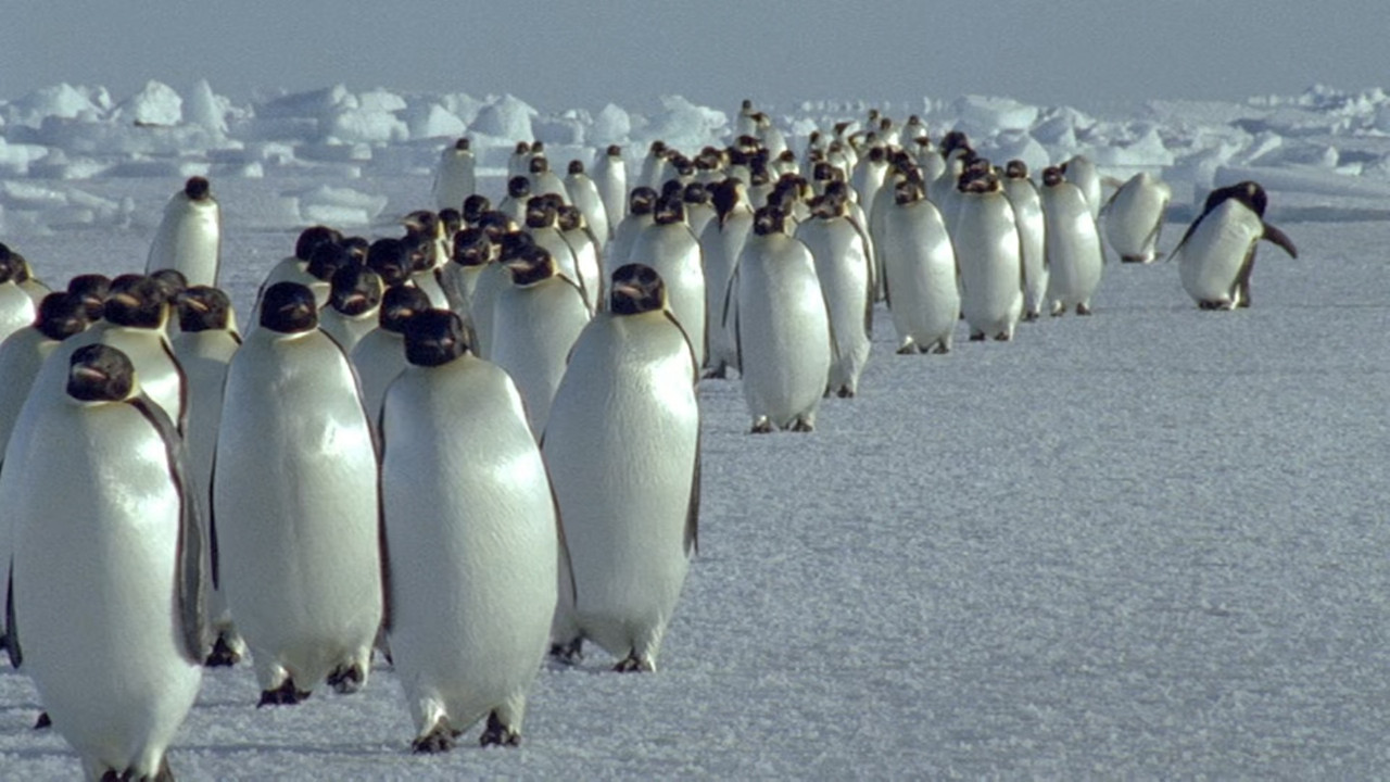 The Blue Planet S01E02 Frozen Seas (1080p x265 10bit Tigole).mkv