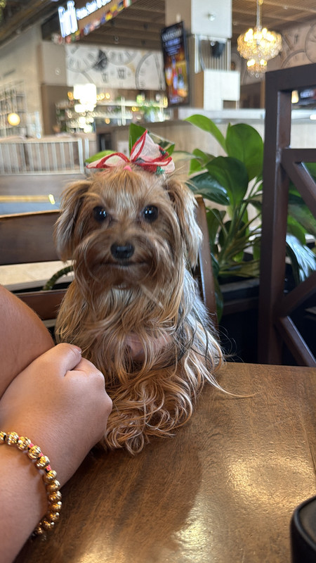Good Girl Tradicional