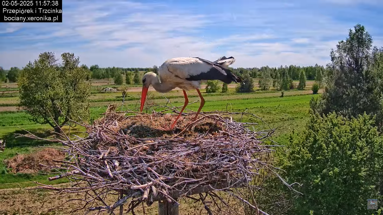 02052025bociany11