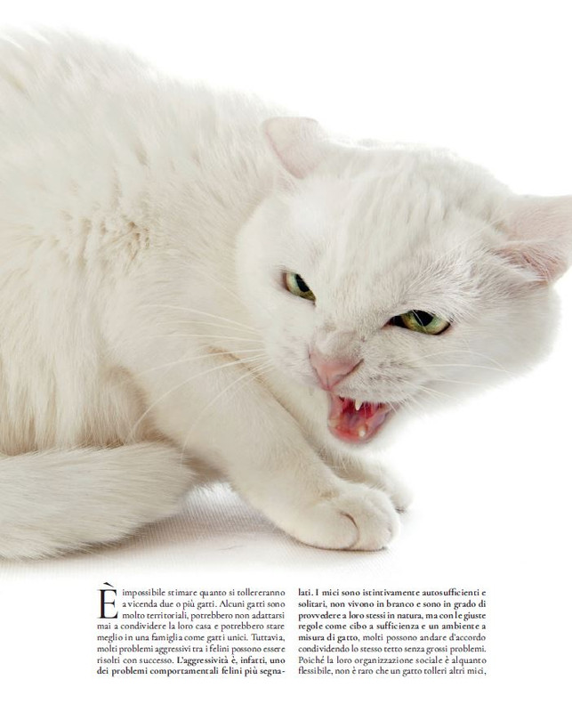 QuattroZampe Feb 2022 (8)