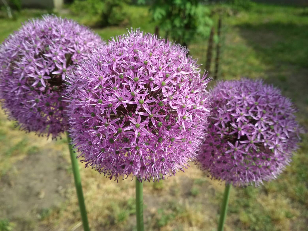 31681749_1733256336760590_1621587580032122880_n