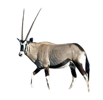 Oryx-Gazella-Namibia-1-removebg-preview.png