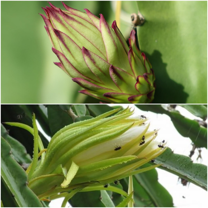 red-white-flower-tip.jpg