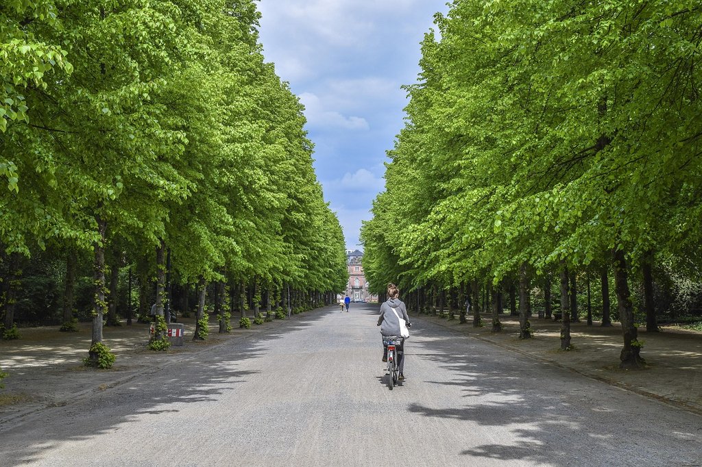 green-trees-avenue-5314089-1280.jpg