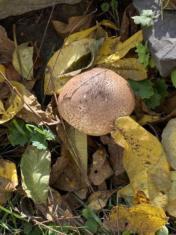 E5BDBA37-B51D-4BE2-8BB5-994A4BF26DE3