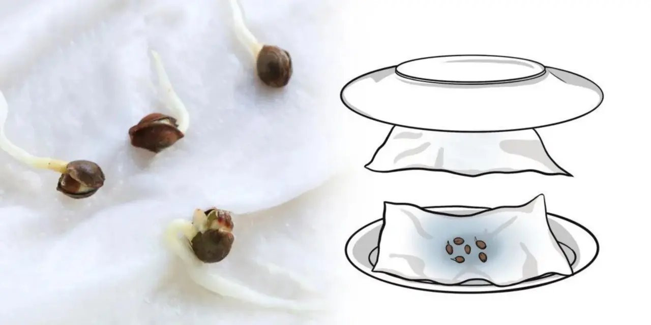 Cannabis Seeds and Germination Setup