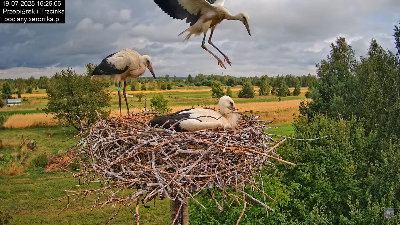19072025bociany47