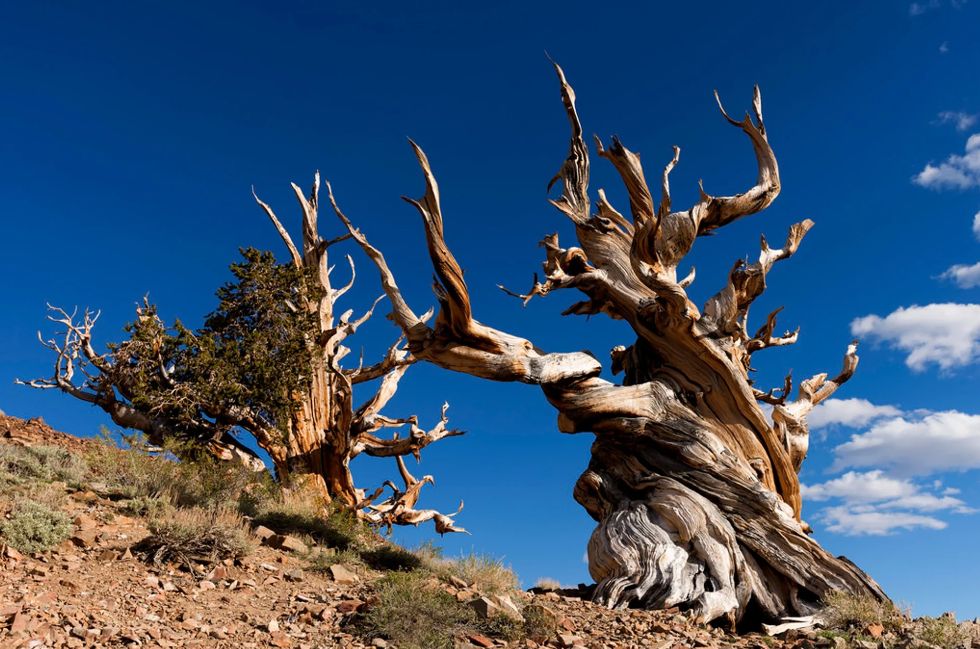 Antica foresta di pini Bristlecone