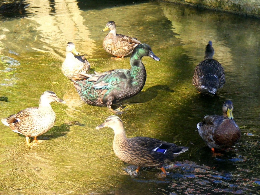 Ducks-stream-pond-HD.jpg