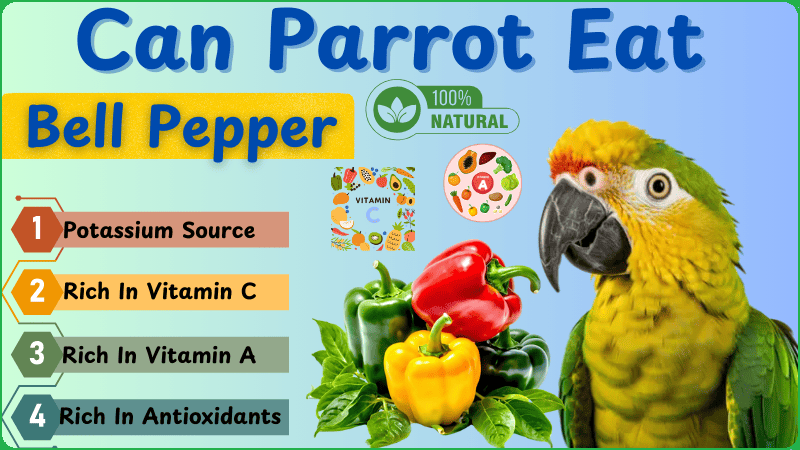 Can Parrots Eat Bell Peppers? Guide for Parrot Owners