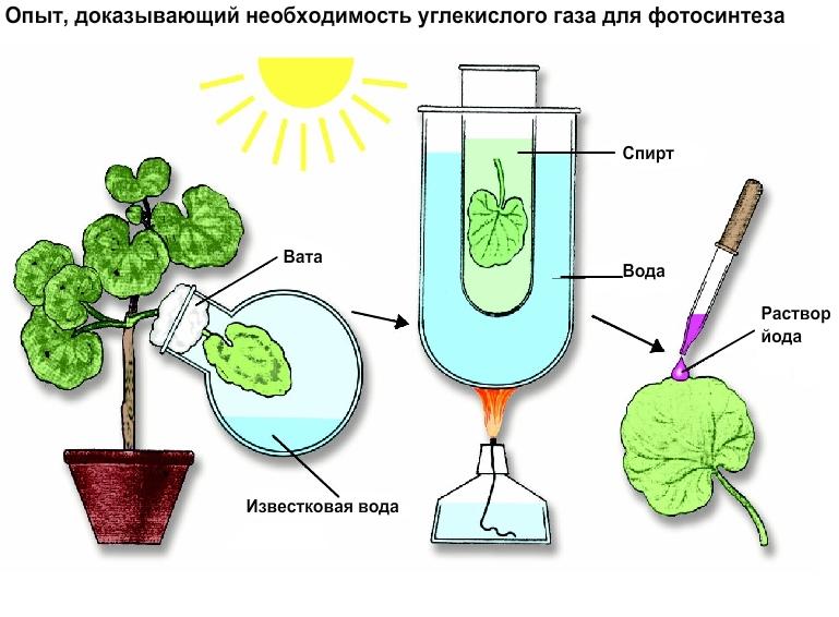Технологии получения углекислого газа для тепличного выращивания растений