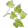  Ivy leaves 