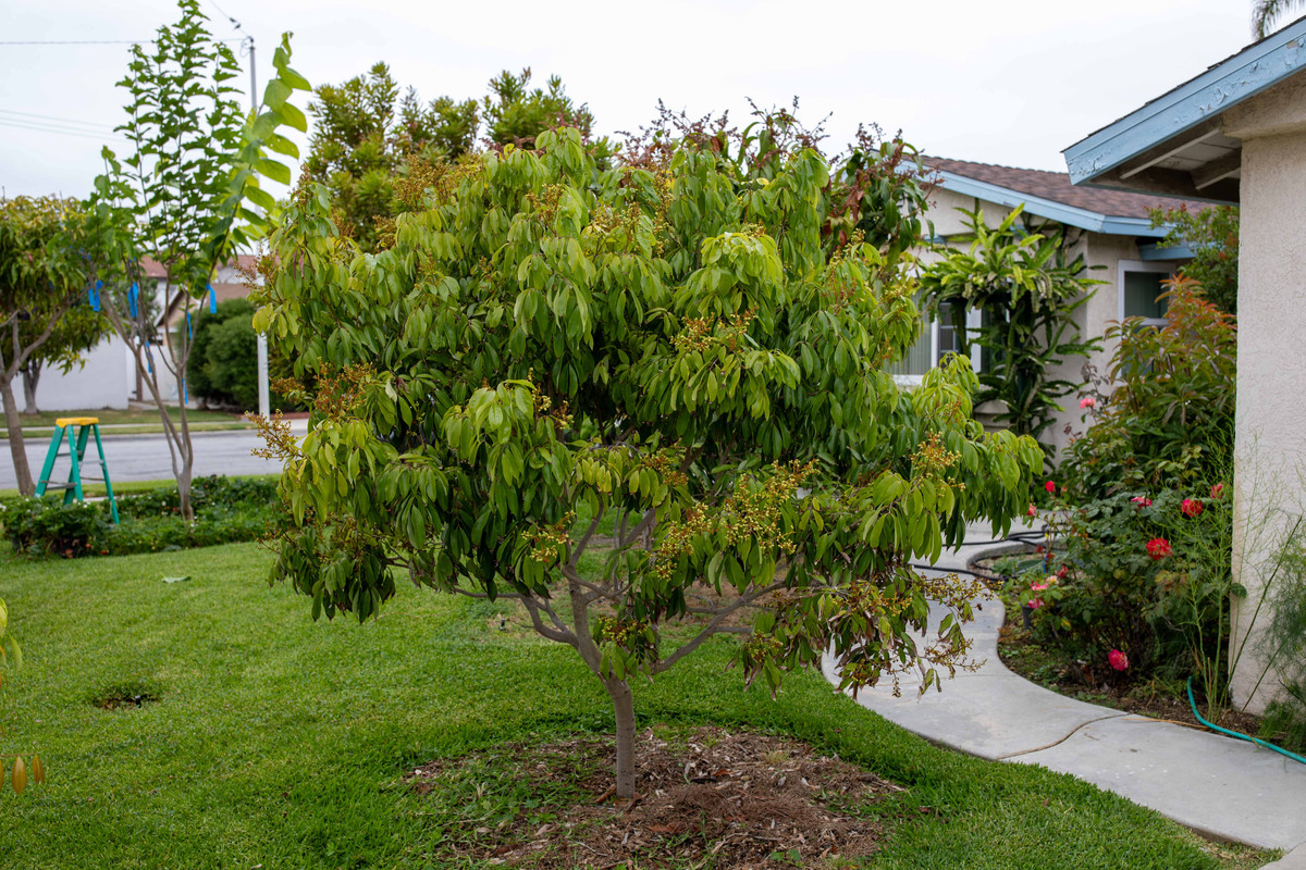 8U1A2940  Brewster Lychee Tree with New Growth & Fruit (7-9-23)