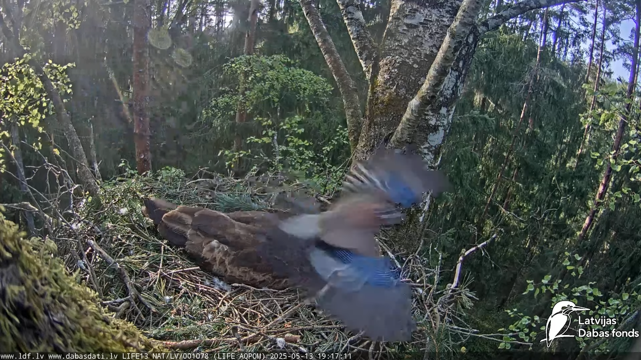 Mazais ērglis (Clanga pomarina), ligzda bērzā 17-22-32 screenshot