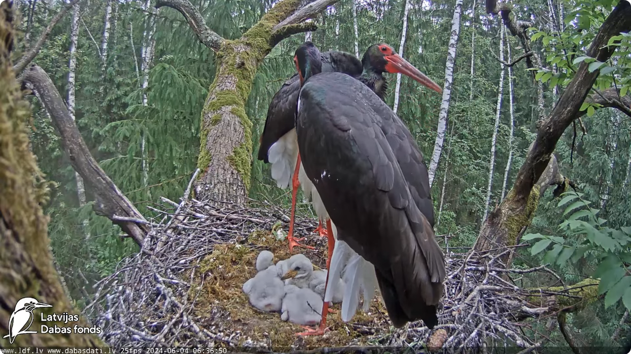 Screenshot 2024-06-04 at 07-09-10 (1) Melnais stārķis (Ciconia nigra) Ogres novadā - LDF tiešraide -