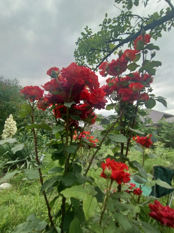 IMG20210626155947.jpg