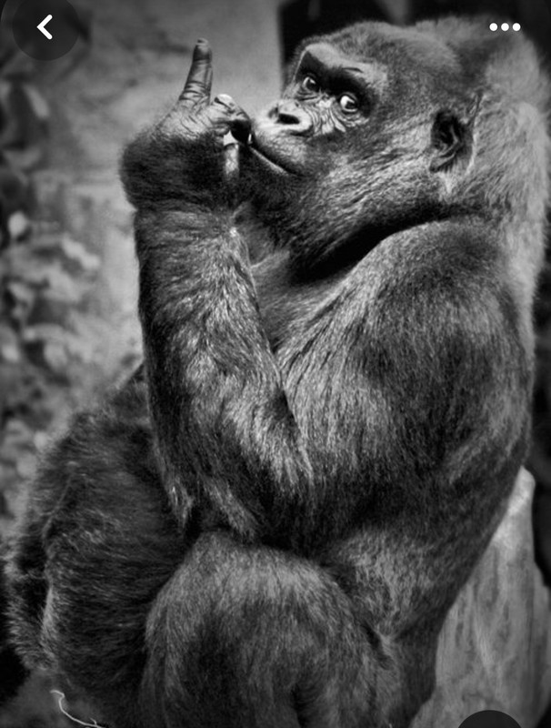 Screenshot_20231128_183523_Pinterest