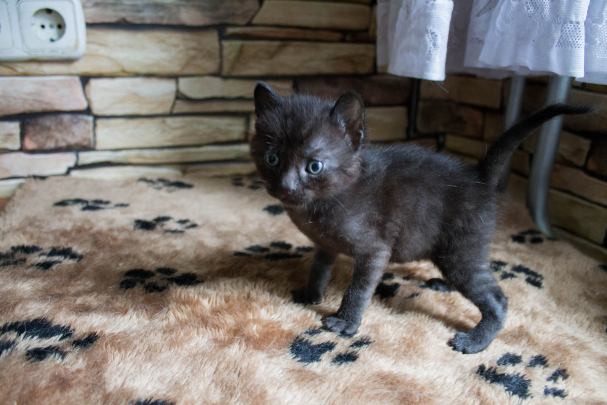 D72FA00A-51B8-444F-BB31-EAEE9C3667FF