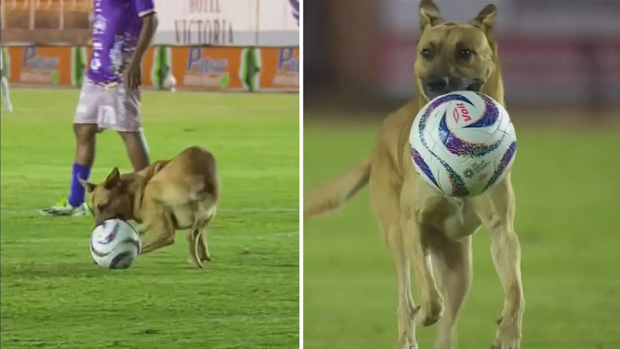Perrito aparece en la Liga de Expansión y se roba los corazones de internet