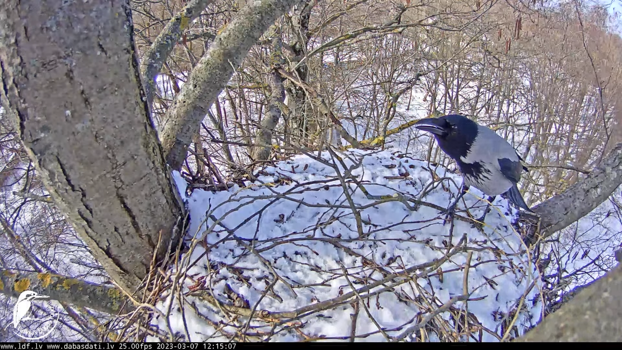 Vistu vanags (Accipiter gentilis) Rīgā - LDF tiešraide __ Goshawks, Riga, Latvia 13-32-2 screenshot