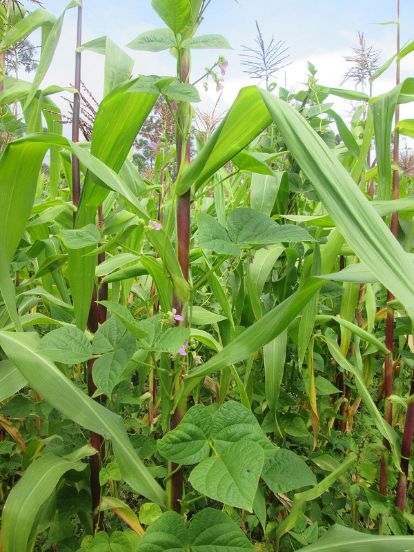 Black Bean Plant
