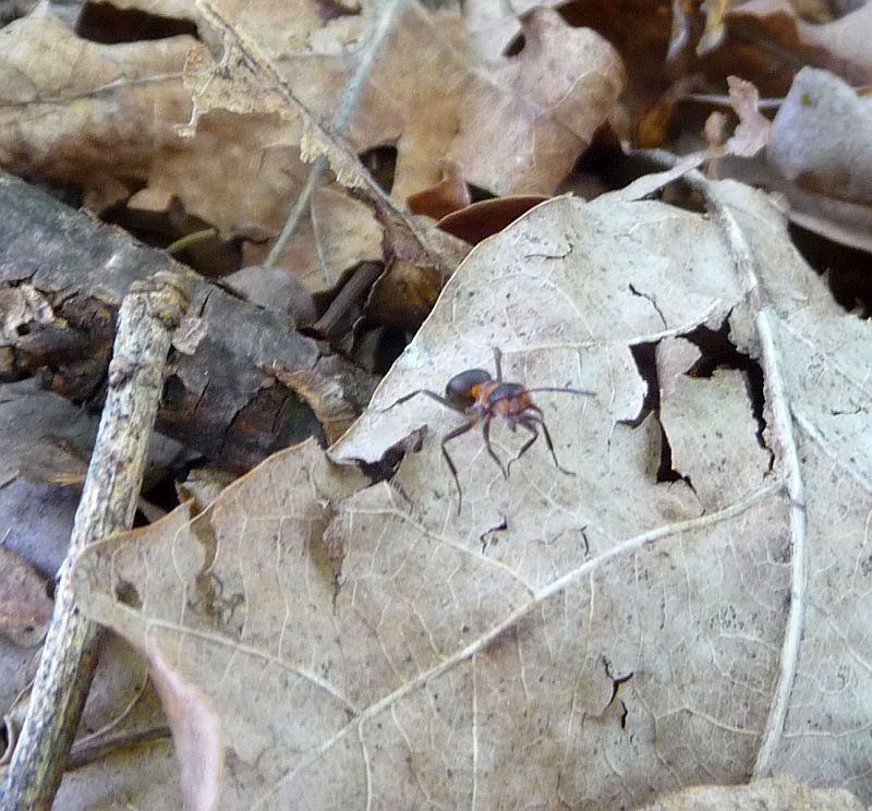 Wood-ant1.jpg