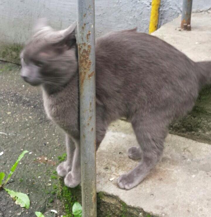 КотСерыйЛена (1)