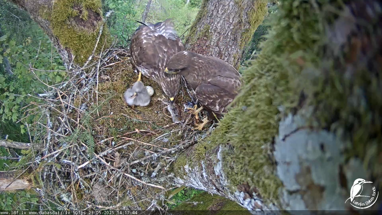 Melnās klijas (Milvus migrans) Kurzemē_ peļu klijāni (Buteo buteo) 17-30-41 screenshot