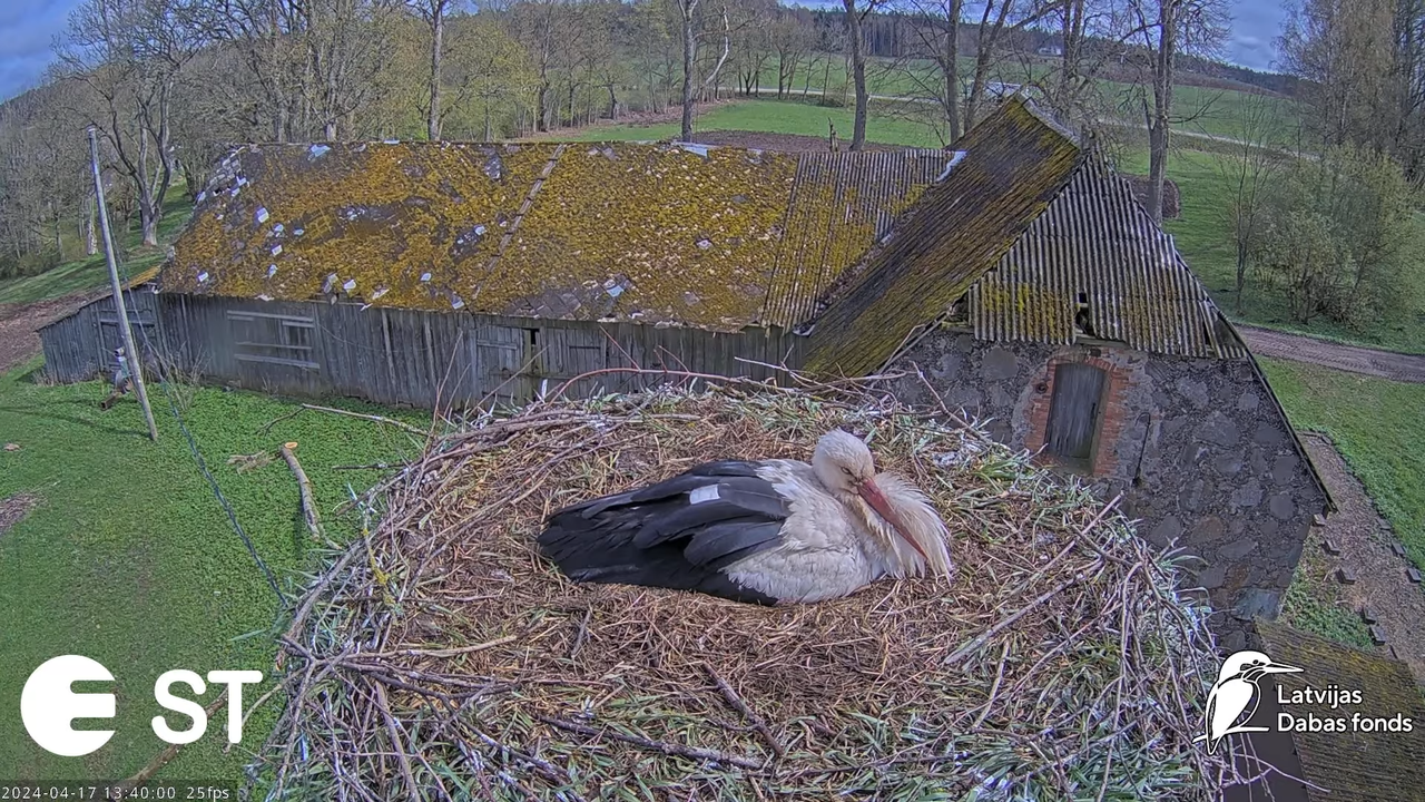 Baltie stārķi (Ciconia ciconia) Tukuma novadā - LDF tiešraide __ White storks in Tukums, Latvia 9-29