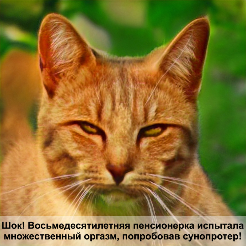 картинки породистых кошек