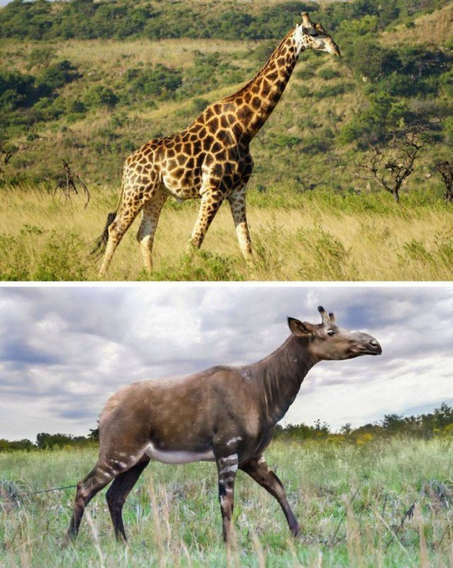 Animales-14