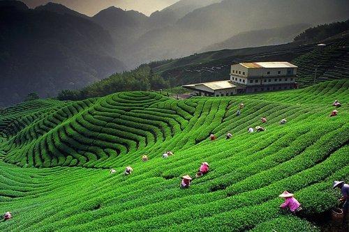 Relax in the Tea Gardens of Darjeeling