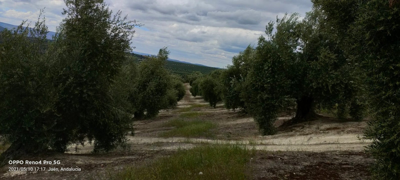 Seguimiento evolutivo finca de secano en Jaén - Página 3 C1e99e37-a127-46f4-9657-47e915e9efd2