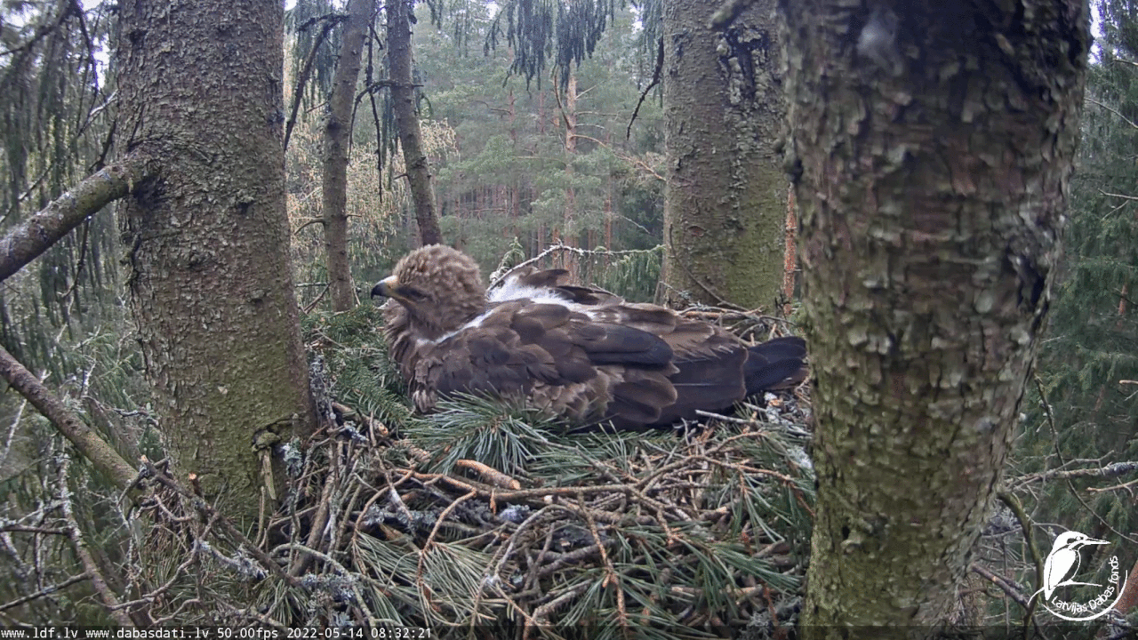 Webp.net-gifmaker (2)