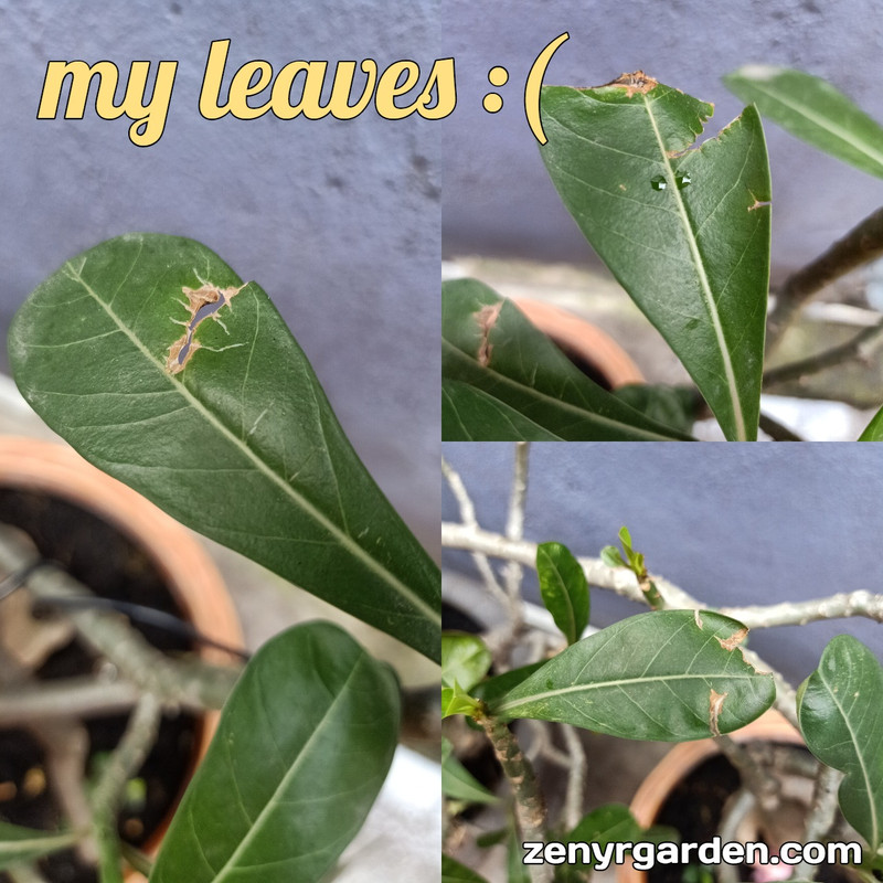 adenium-leaves-attacked-by-insects.jpg